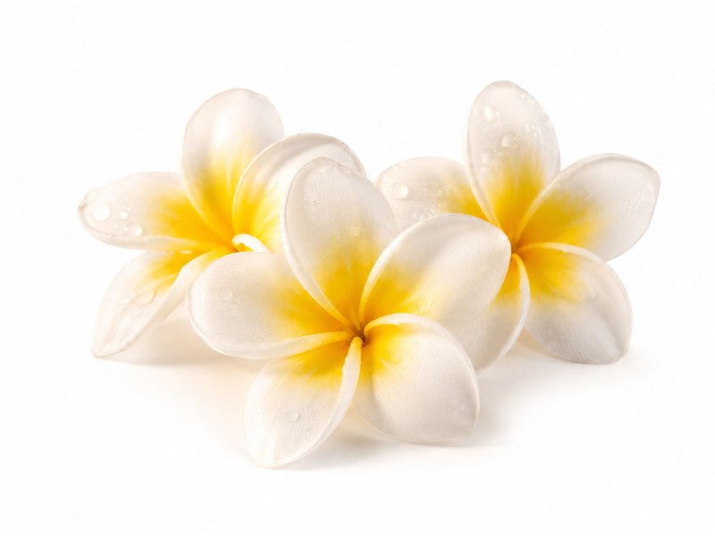 Fleurs de frangipanier blanches et jaunes