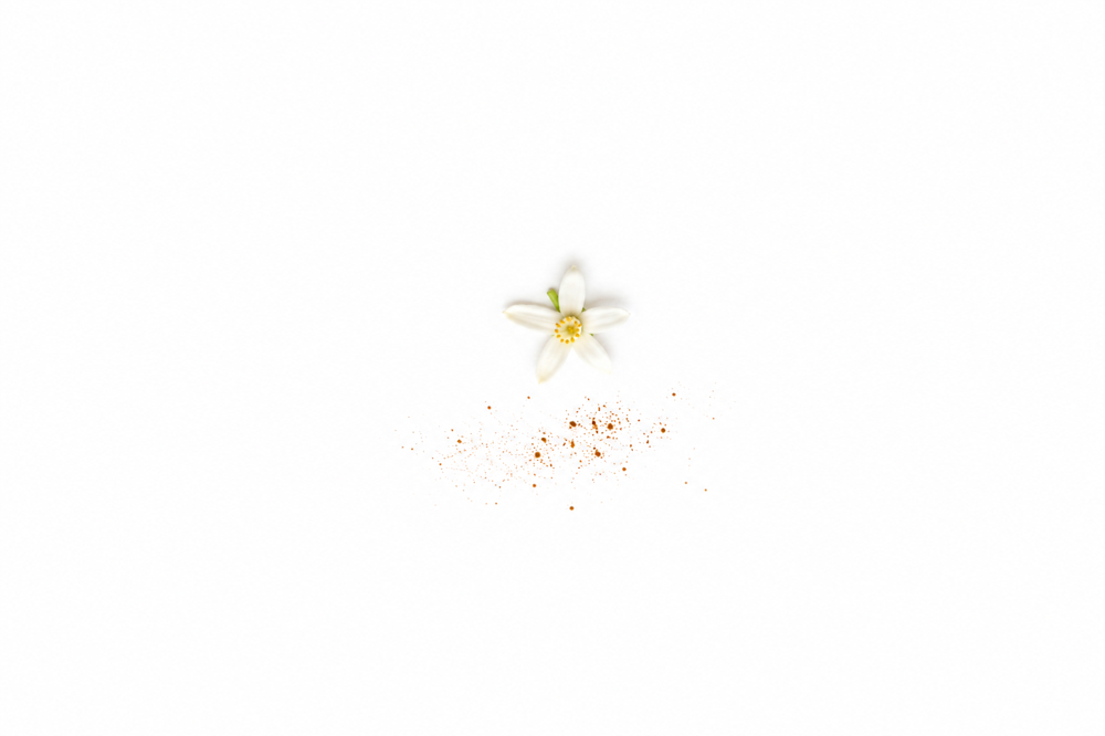 Cannelle et fleur d oranger